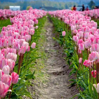 Spring in Seattle and Portland