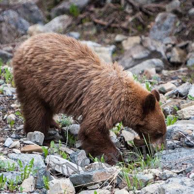 Grand Teton, Yellowstone & Glacier NPs