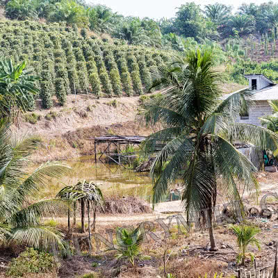 Uncle Ping’s Garden