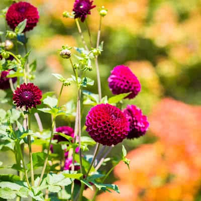 Minnesota Landscape Arboretum