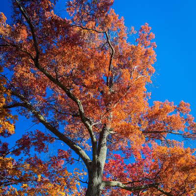 Frontenac State Park