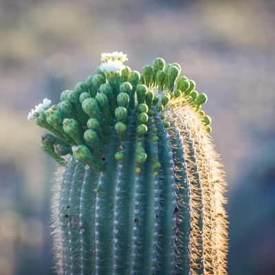 Saguaro National Park